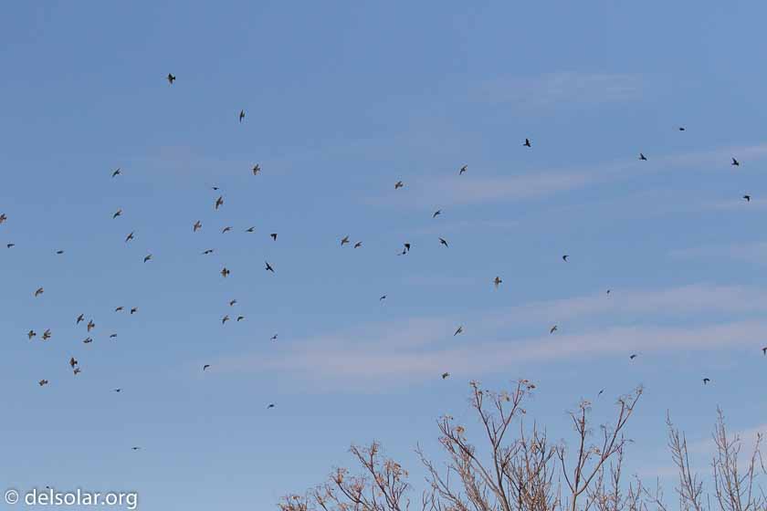 Canon EOS 7D Mark II  --  140 mm  --  EF100-400mm f/4.5-5.6L IS II USM +1.4x III  