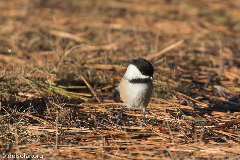 Canon EOS 7D Mark II  --  560 mm  --  EF100-400mm f/4.5-5.6L IS II USM +1.4x III  