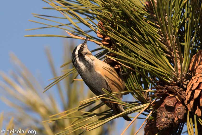 Canon EOS 7D Mark II  --  560 mm  --  EF100-400mm f/4.5-5.6L IS II USM +1.4x III  