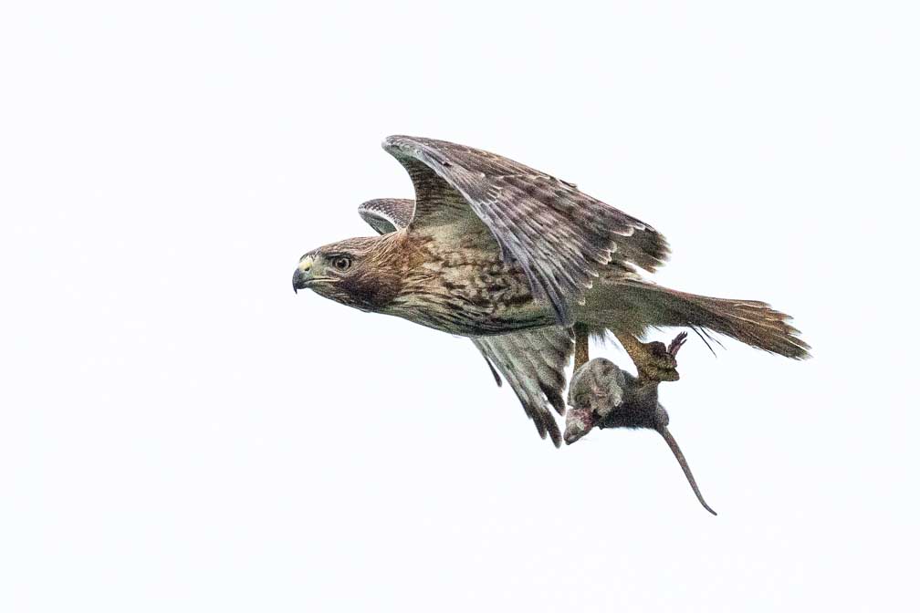 ILCE-1  --  FE 400-800mm F6.3-8 G OSS -- 1/3200 sec at f / 9.0 -- ISO 6400 -- 0 EV -- 