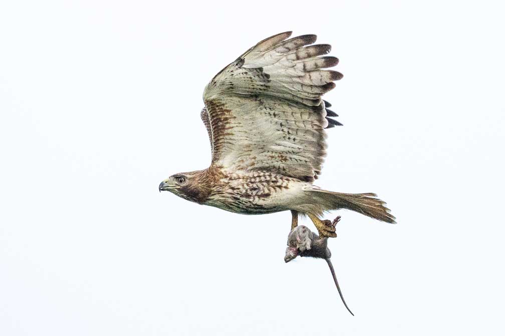 ILCE-1  --  FE 400-800mm F6.3-8 G OSS -- 1/3200 sec at f / 9.0 -- ISO 6400 -- 0 EV -- 