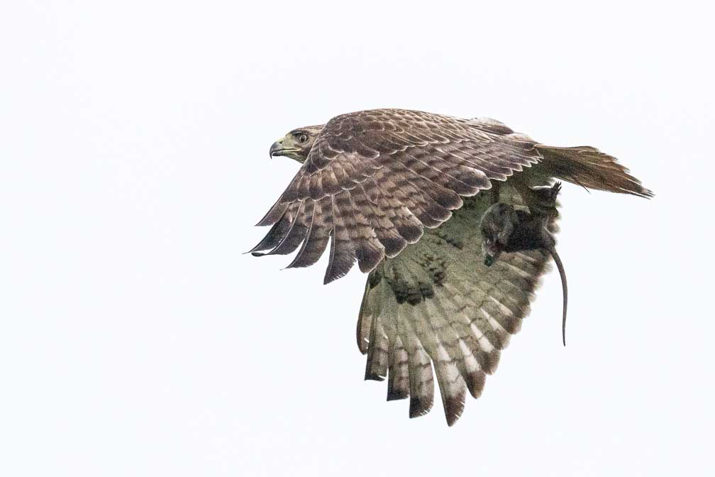 ILCE-1  --  FE 400-800mm F6.3-8 G OSS -- 1/3200 sec at f / 9.0 -- ISO 6400 -- 0 EV -- 