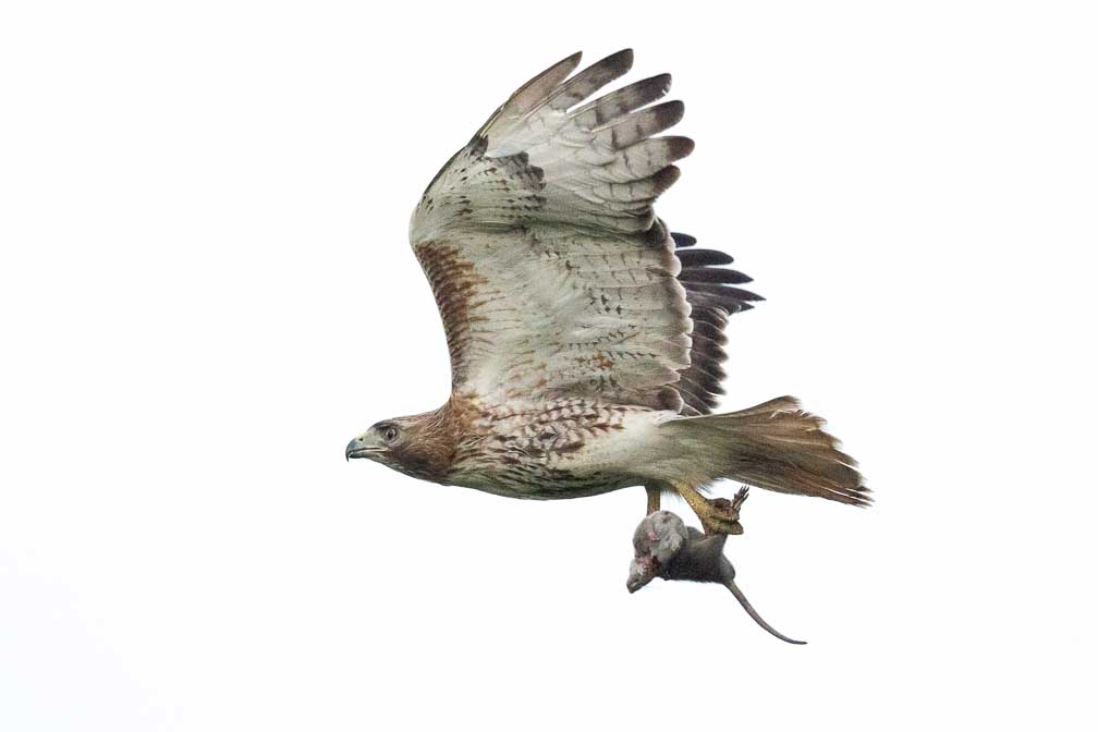 ILCE-1  --  FE 400-800mm F6.3-8 G OSS -- 1/3200 sec at f / 9.0 -- ISO 6400 -- 0 EV -- 