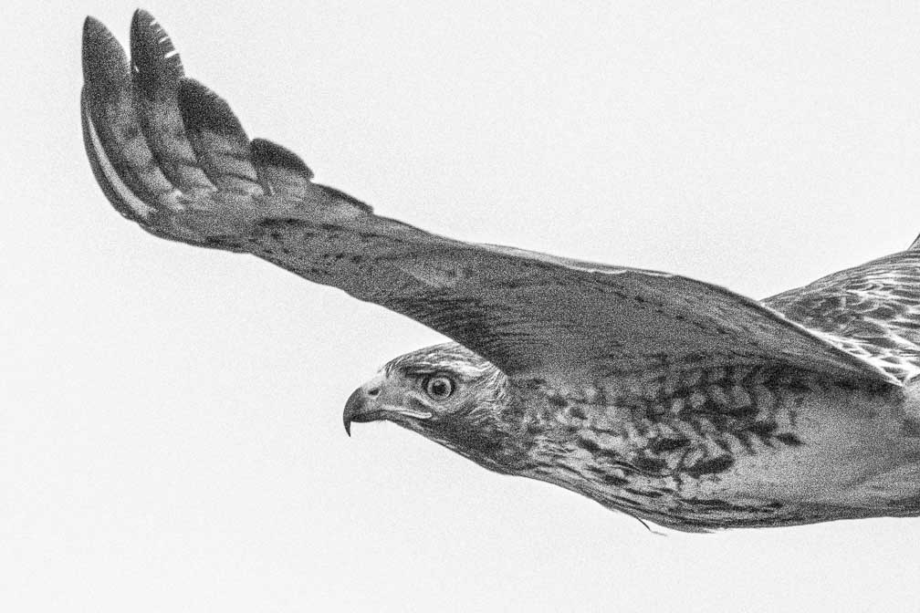 ILCE-1  --  FE 400-800mm F6.3-8 G OSS -- 1/3200 sec at f / 9.0 -- ISO 6400 -- 0 EV -- 