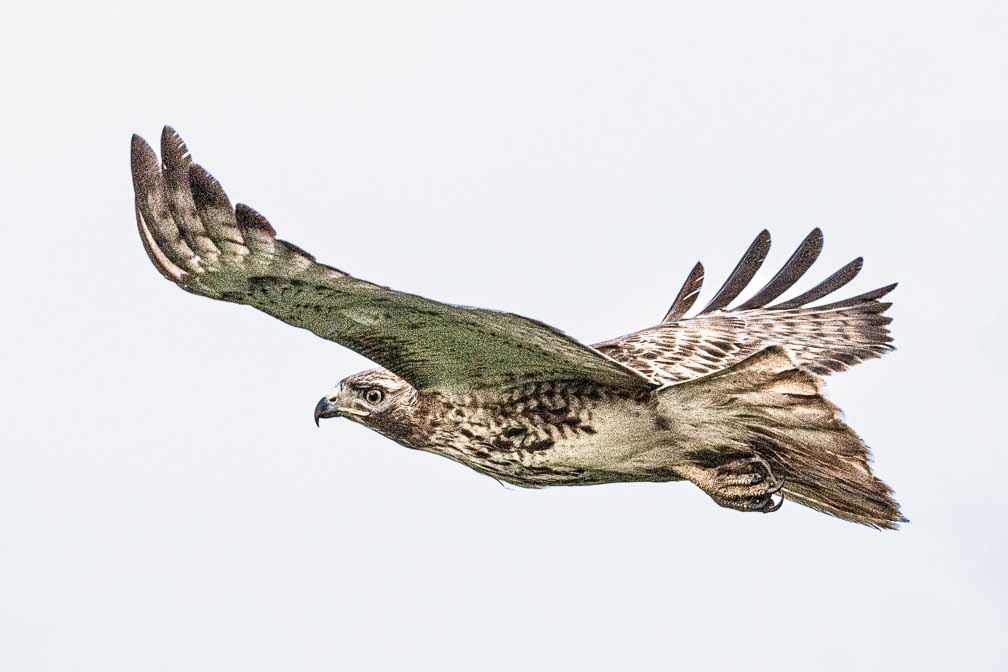 ILCE-1  --  FE 400-800mm F6.3-8 G OSS -- 1/3200 sec at f / 9.0 -- ISO 6400 -- 0 EV -- 