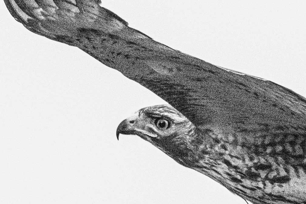 ILCE-1  --  FE 400-800mm F6.3-8 G OSS -- 1/3200 sec at f / 9.0 -- ISO 6400 -- 0 EV -- 