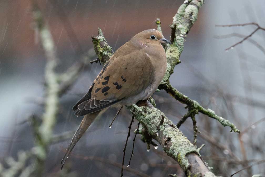 ILCE-7RM4  --  FE 400-800mm F6.3-8 G OSS -- 1/160 sec at f / 10 -- ISO 4000 -- 0 EV -- 