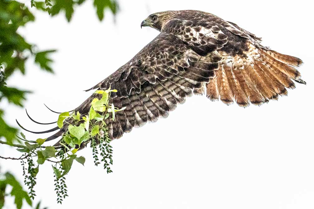 ILCE-1  --  FE 400-800mm F6.3-8 G OSS -- 1/3200 sec at f / 9.0 -- ISO 6400 -- 0 EV -- 