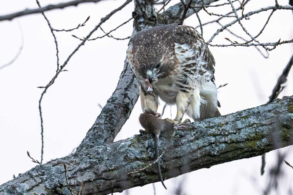 ILCE-7RM4  --  FE 400-800mm F6.3-8 G OSS -- 1/400 sec at f / 10 -- ISO 5000 -- 0 EV -- 