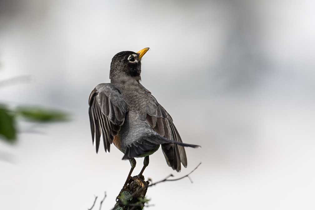 ILCE-1  --  FE 400-800mm F6.3-8 G OSS -- 1/4000 sec at f / 9.0 -- ISO 2000 -- 0 EV -- 