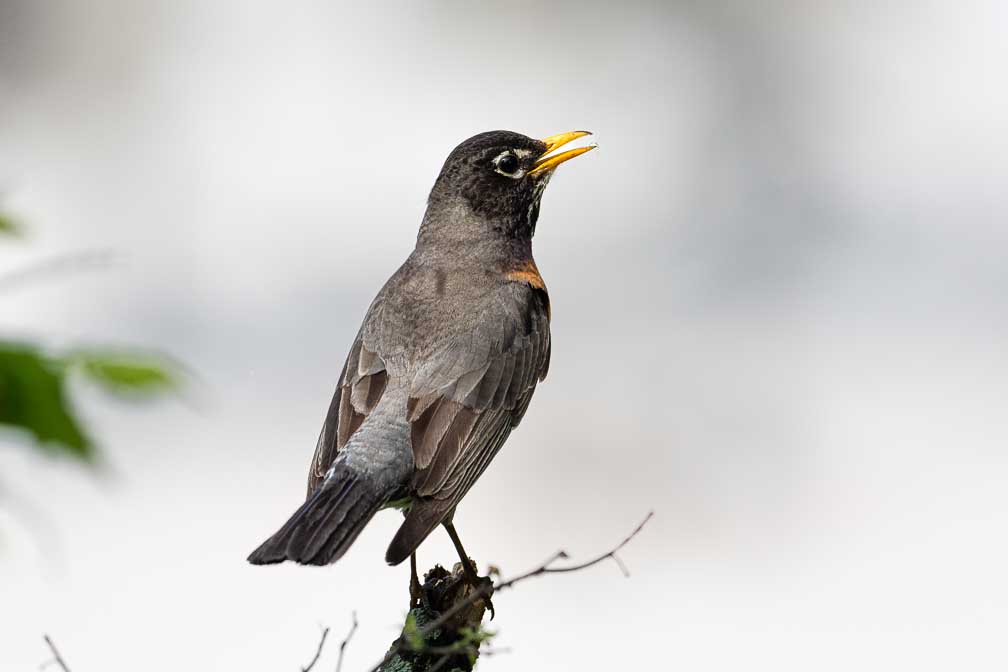 ILCE-1  --  FE 400-800mm F6.3-8 G OSS -- 1/4000 sec at f / 9.0 -- ISO 2000 -- 0 EV -- 