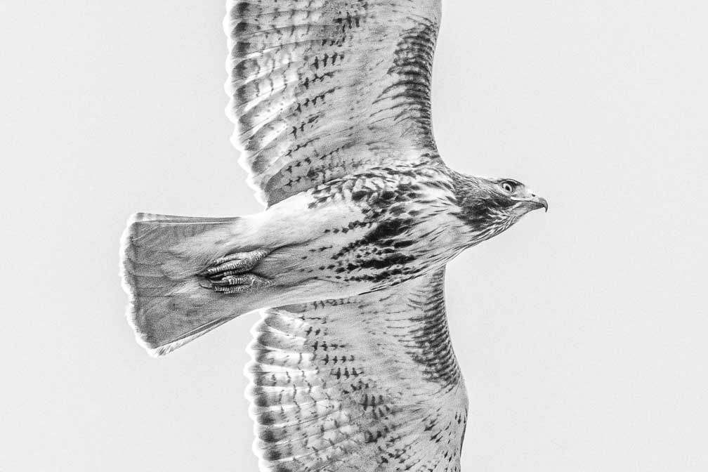 ILCE-1  --  FE 400-800mm F6.3-8 G OSS -- 1/3200 sec at f / 9.0 -- ISO 2000 -- 0 EV -- 