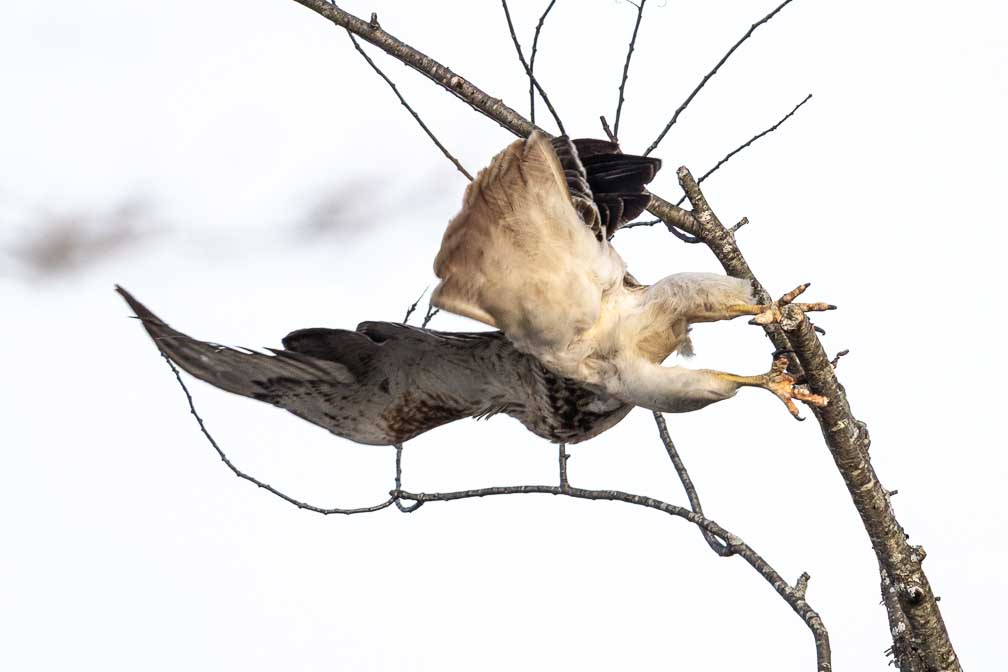 ILCE-7RM4  --  FE 400-800mm F6.3-8 G OSS -- 1/1000 sec at f / 9.0 -- ISO 800 -- 0 EV -- 