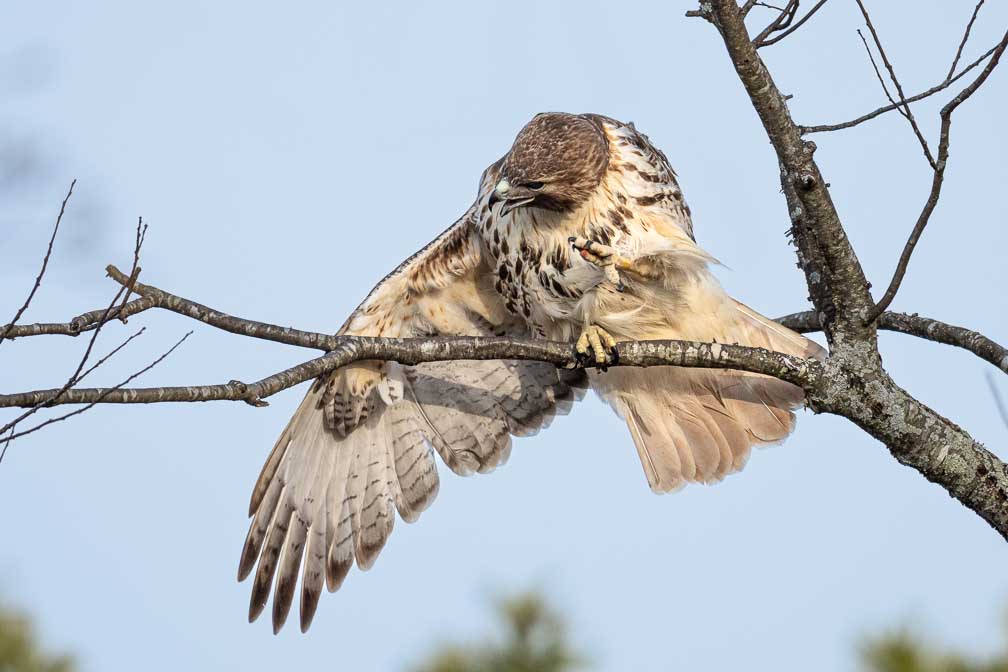 ILCE-7RM4  --  FE 400-800mm F6.3-8 G OSS -- 1/1000 sec at f / 9.0 -- ISO 800 -- 0 EV -- 