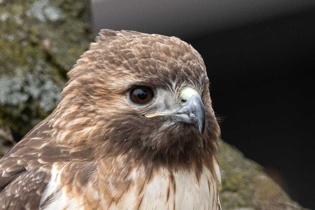 ILCE-7RM4  --  FE 400-800mm F6.3-8 G OSS -- 1/400 sec at f / 10 -- ISO 800 -- 0 EV -- 