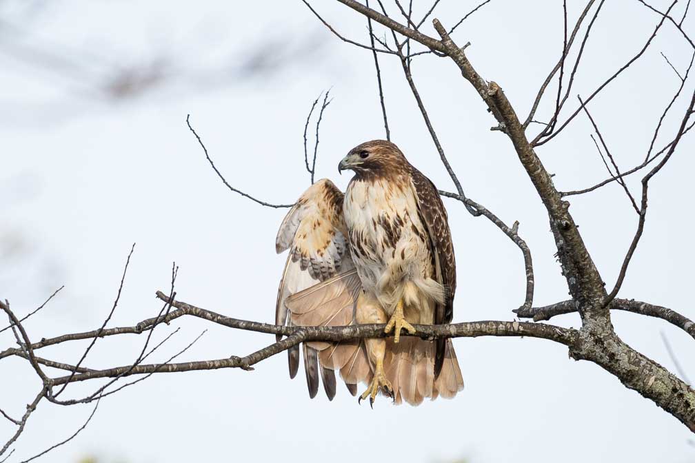 ILCE-7RM4  --  FE 400-800mm F6.3-8 G OSS -- 1/1600 sec at f / 9.0 -- ISO 1600 -- 0 EV -- 