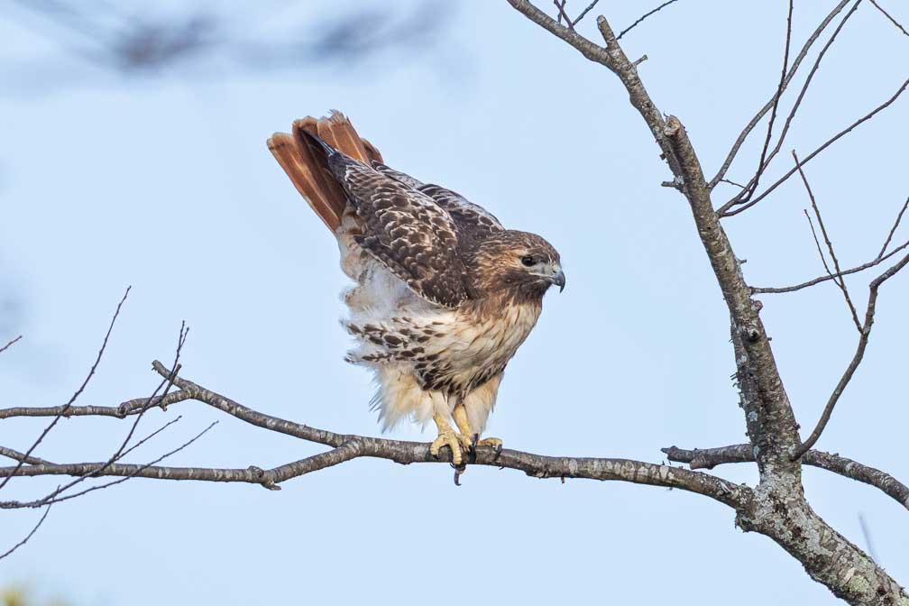 ILCE-7RM4  --  FE 400-800mm F6.3-8 G OSS -- 1/1600 sec at f / 9.0 -- ISO 1600 -- 0 EV -- 