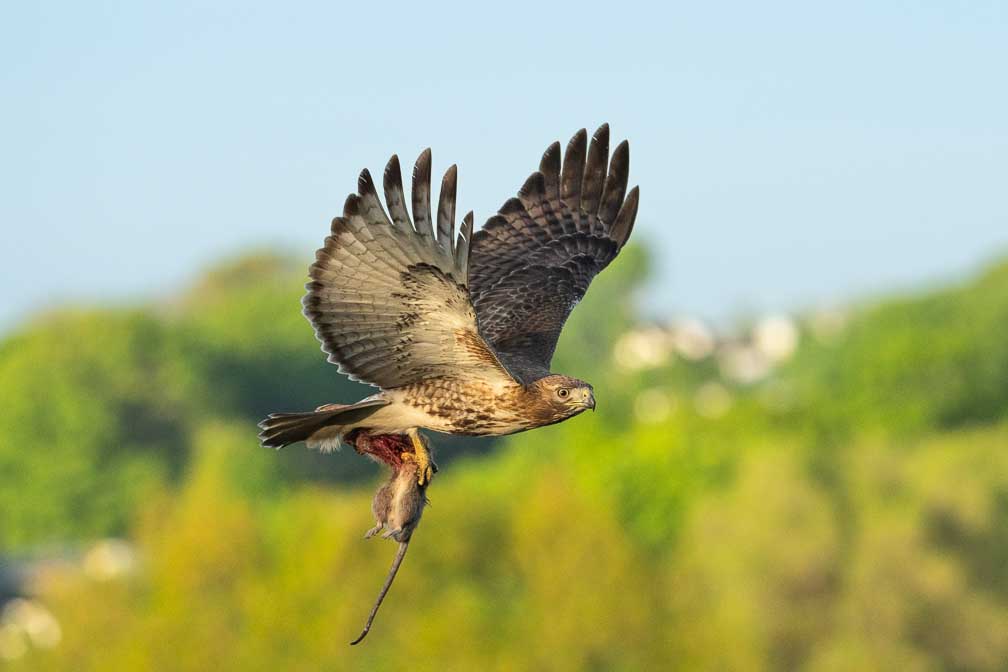 ILCE-1  --  FE 400-800mm F6.3-8 G OSS -- 1/3200 sec at f / 9.0 -- ISO 3200 -- 0 EV -- 