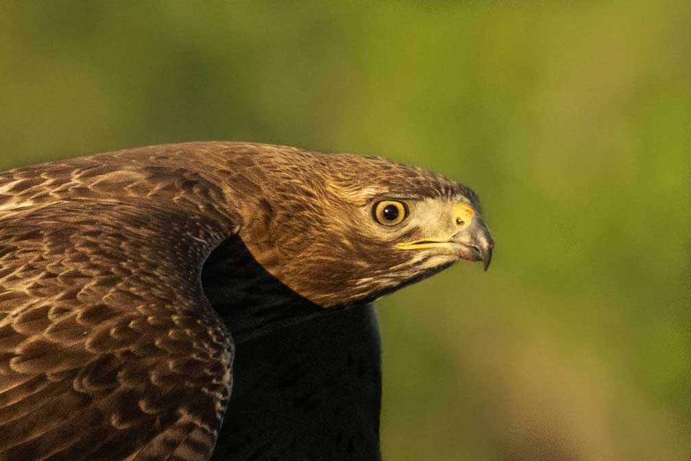 ILCE-1  --  FE 400-800mm F6.3-8 G OSS -- 1/3200 sec at f / 9.0 -- ISO 3200 -- 0 EV -- 