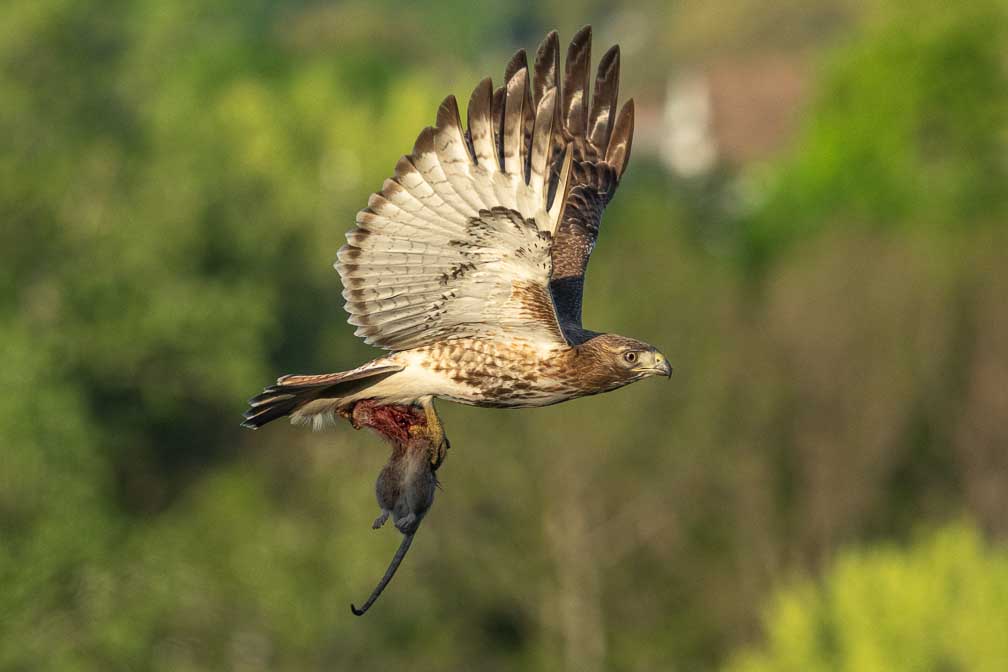 ILCE-1  --  FE 400-800mm F6.3-8 G OSS -- 1/3200 sec at f / 9.0 -- ISO 3200 -- 0 EV -- 