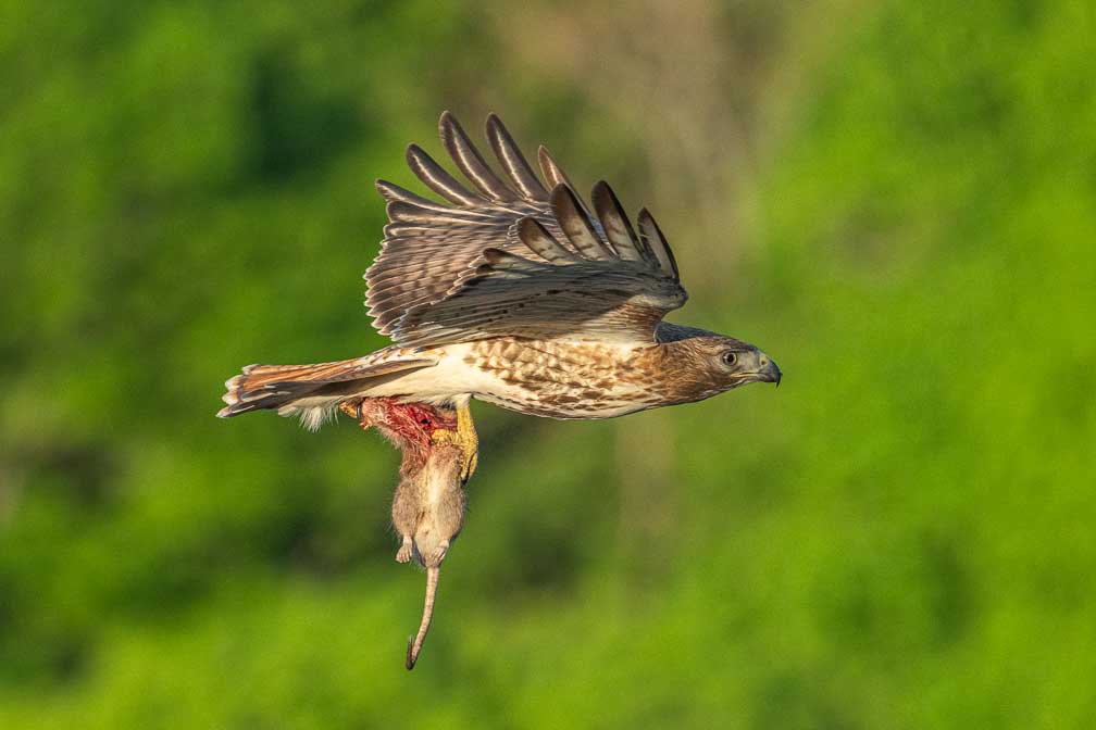 ILCE-1  --  FE 400-800mm F6.3-8 G OSS -- 1/3200 sec at f / 9.0 -- ISO 3200 -- 0 EV -- 