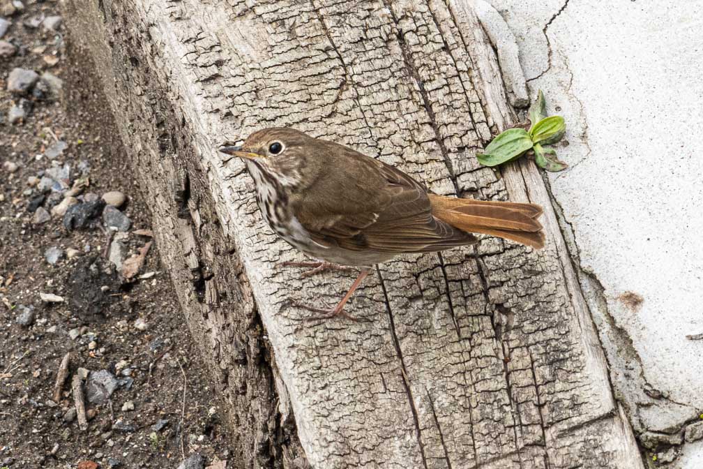 ILCE-7RM4  --  FE 400-800mm F6.3-8 G OSS -- 1/500 sec at f / 10 -- ISO 1250 -- 0 EV -- 