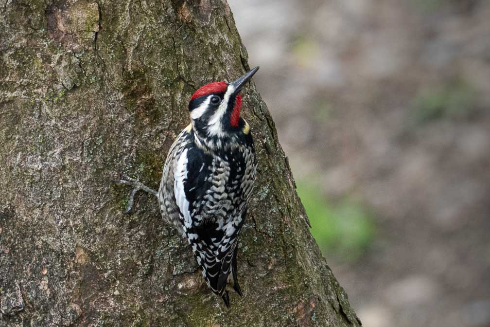 ILCE-7RM4  --  FE 400-800mm F6.3-8 G OSS -- 1/640 sec at f / 10 -- ISO 1250 -- 0 EV -- 