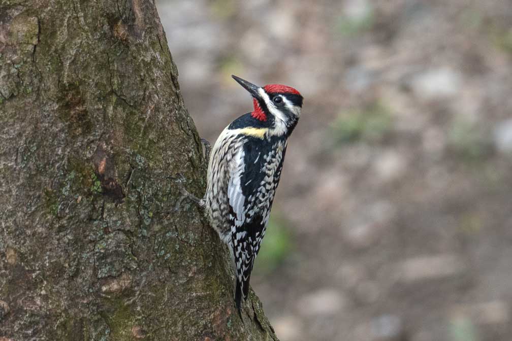 ILCE-7RM4  --  FE 400-800mm F6.3-8 G OSS -- 1/640 sec at f / 10 -- ISO 1250 -- 0 EV -- 