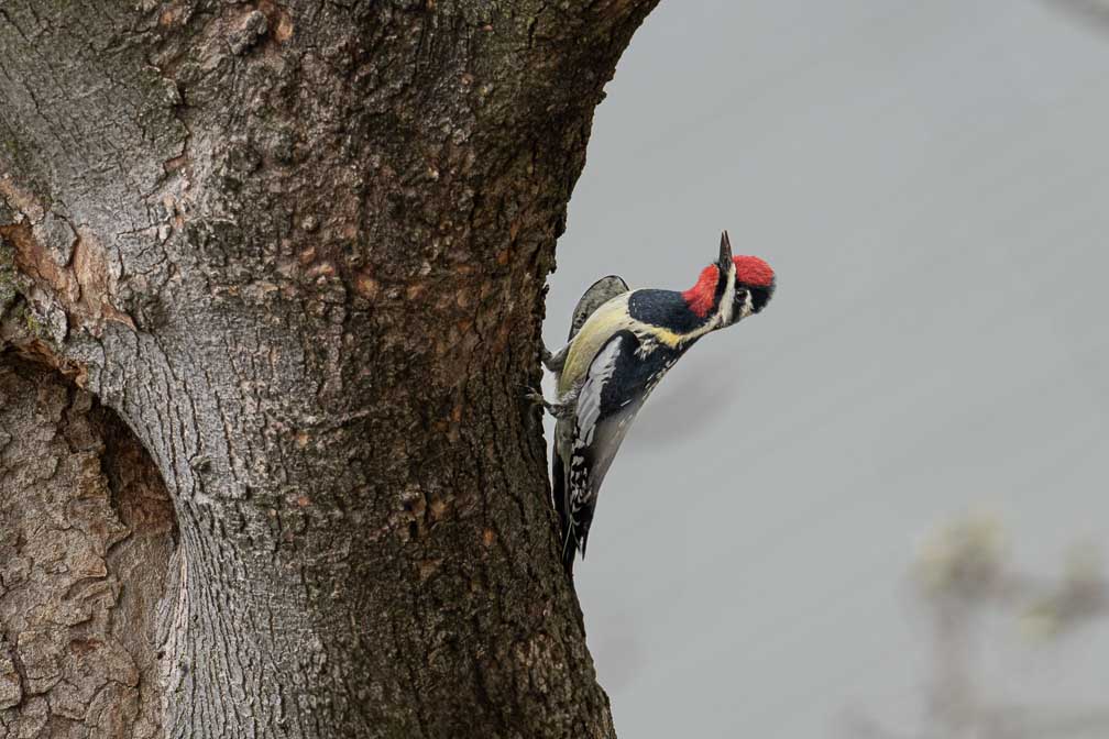 ILCE-7RM4  --  FE 400-800mm F6.3-8 G OSS -- 1/640 sec at f / 10 -- ISO 1250 -- 0 EV -- 