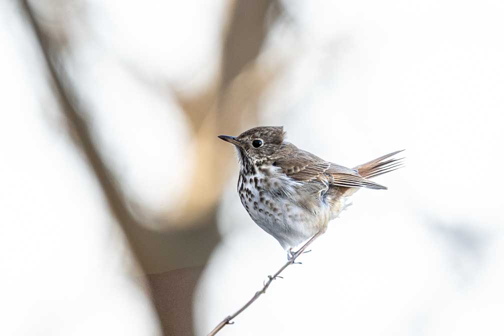 ILCE-7RM4  --  FE 400-800mm F6.3-8 G OSS -- 1/160 sec at f / 10 -- ISO 800 -- 0 EV -- 