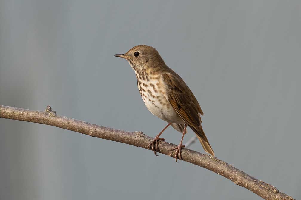 ILCE-7RM4  --  FE 400-800mm F6.3-8 G OSS -- 1/500 sec at f / 10 -- ISO 800 -- 0 EV -- 