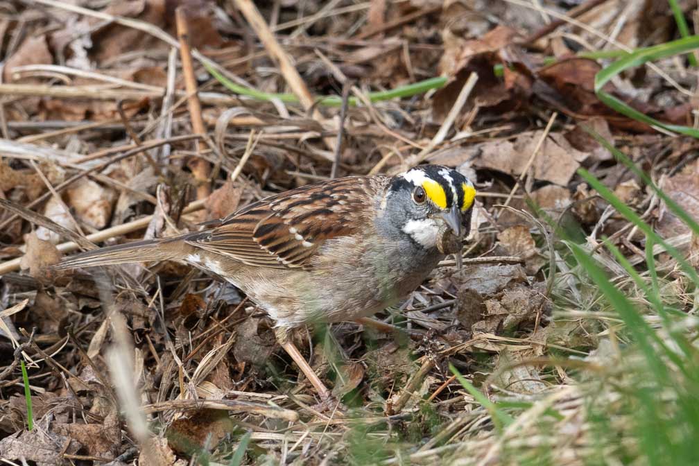 ILCE-7RM4  --  FE 400-800mm F6.3-8 G OSS -- 1/320 sec at f / 10 -- ISO 800 -- 0 EV -- 