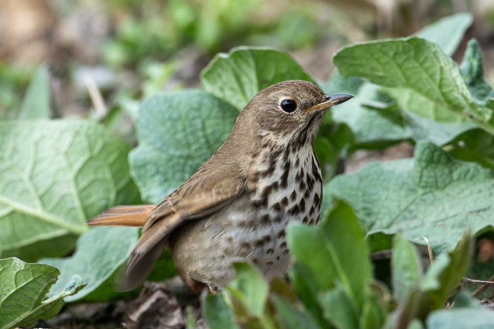 ILCE-7RM4  --  FE 400-800mm F6.3-8 G OSS -- 1/250 sec at f / 10 -- ISO 800 -- 0 EV -- 