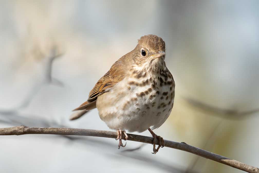 ILCE-7RM4  --  FE 400-800mm F6.3-8 G OSS -- 1/800 sec at f / 10 -- ISO 1600 -- 0 EV -- 