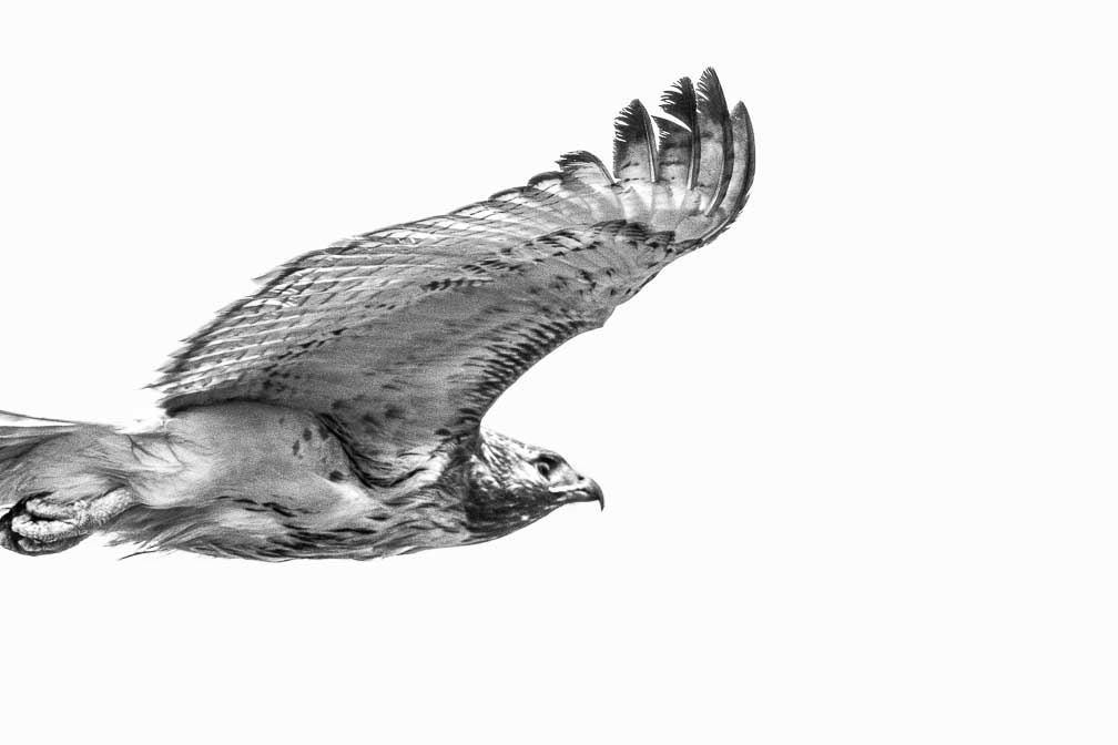 ILCE-7RM4  --  FE 400-800mm F6.3-8 G OSS -- 1/3200 sec at f / 10 -- ISO 4000 -- 0 EV -- 