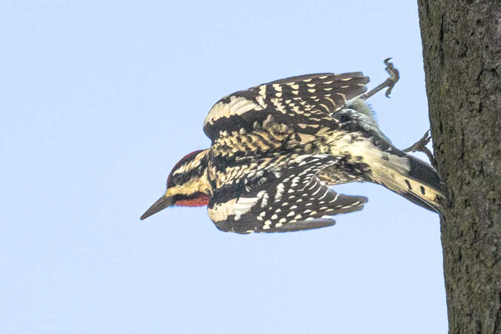 ILCE-7RM4  --  FE 400-800mm F6.3-8 G OSS -- 1/2000 sec at f / 10 -- ISO 2500 -- 0 EV -- 