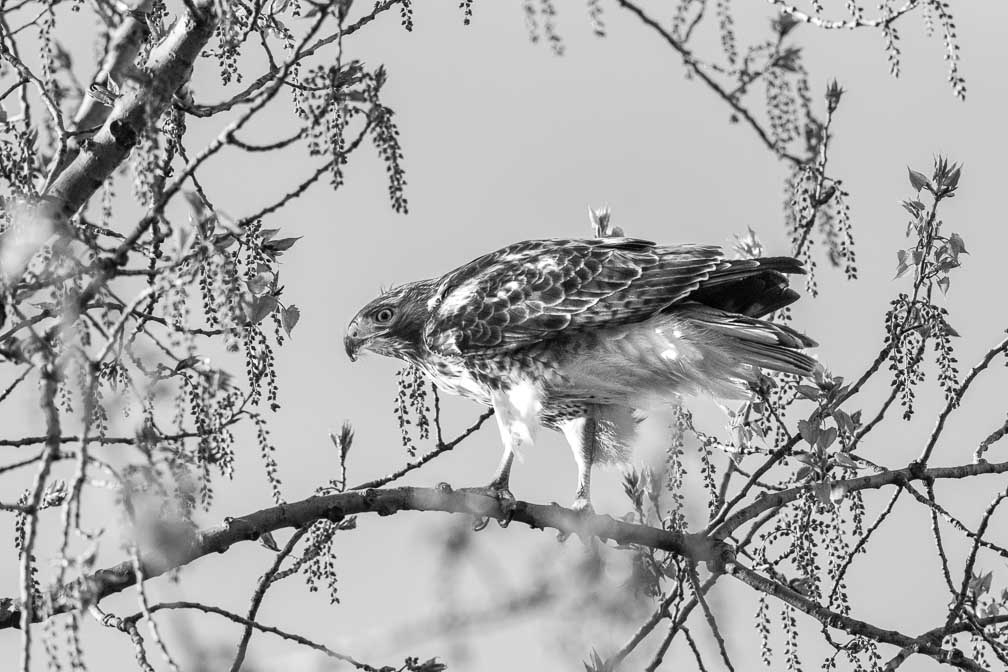 ILCE-7RM4  --  FE 400-800mm F6.3-8 G OSS -- 1/3200 sec at f / 10 -- ISO 3200 -- 0 EV -- 