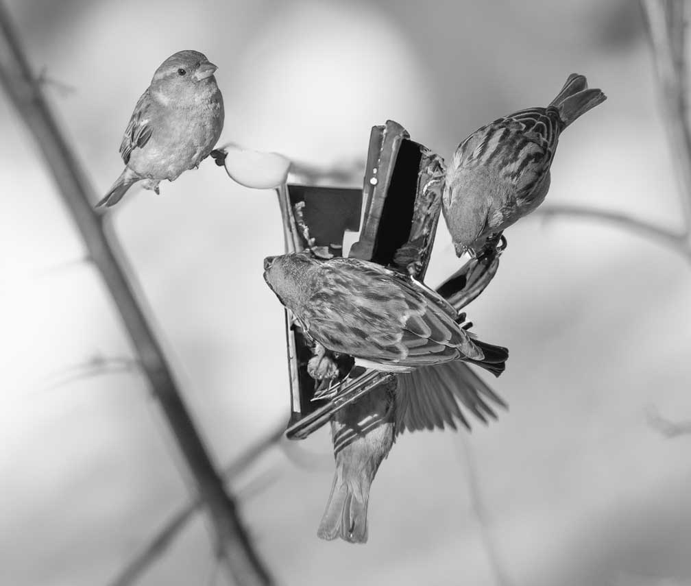 Canon EOS R5  --  RF200-800mm F6.3-9 IS USM -- 1/1600 sec at f / 8.0 -- ISO 1000 -- 0 EV -- 