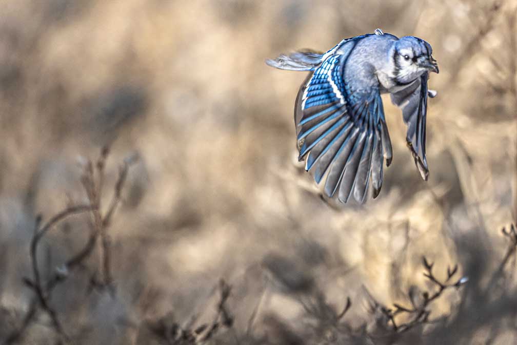 Canon EOS R5  --  RF200-800mm F6.3-9 IS USM -- 1/1600 sec at f / 9.0 -- ISO 1000 -- 0 EV -- 