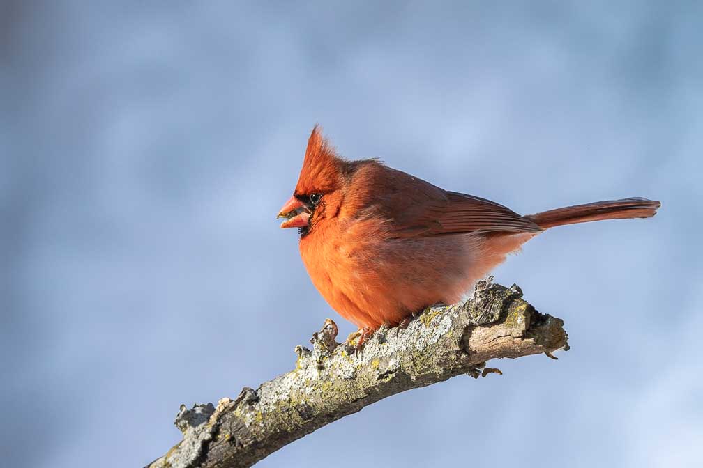 Canon EOS R5  --  RF200-800mm F6.3-9 IS USM -- 1/1000 sec at f / 8.0 -- ISO 1000 -- 0 EV -- 