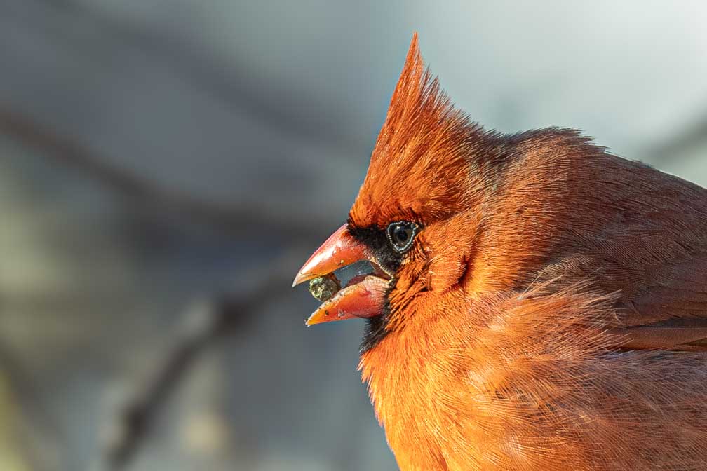 Canon EOS R5  --  RF200-800mm F6.3-9 IS USM -- 1/1000 sec at f / 8.0 -- ISO 1000 -- 0 EV -- 