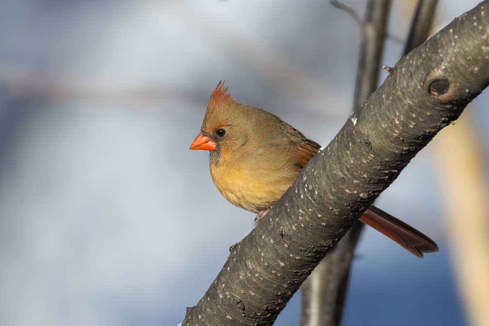 Canon EOS R5  --  RF200-800mm F6.3-9 IS USM -- 1/2500 sec at f / 9.0 -- ISO 1000 -- 0 EV -- 