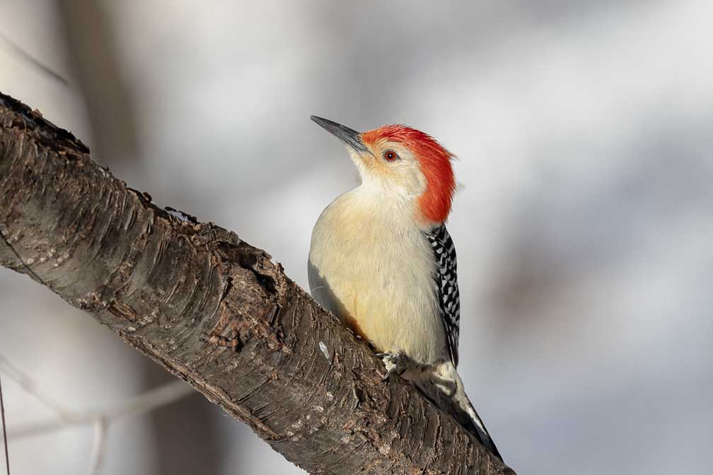 Canon EOS R5  --  RF200-800mm F6.3-9 IS USM -- 1/1600 sec at f / 8.0 -- ISO 1000 -- 0 EV -- 