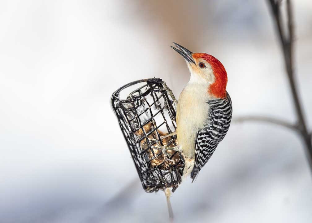 Canon EOS R5  --  RF200-800mm F6.3-9 IS USM -- 1/1600 sec at f / 9.0 -- ISO 1000 -- 0 EV -- 