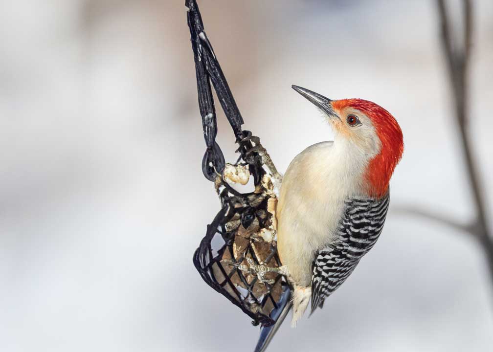 Canon EOS R5  --  RF200-800mm F6.3-9 IS USM -- 1/1600 sec at f / 9.0 -- ISO 1000 -- 0 EV -- 