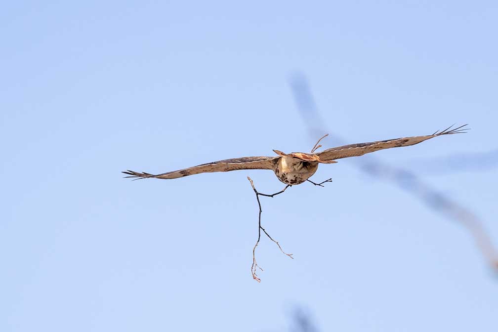 Canon EOS R5  --  RF200-800mm F6.3-9 IS USM -- 1/2500 sec at f / 7.1 -- ISO 1000 -- 0 EV -- 