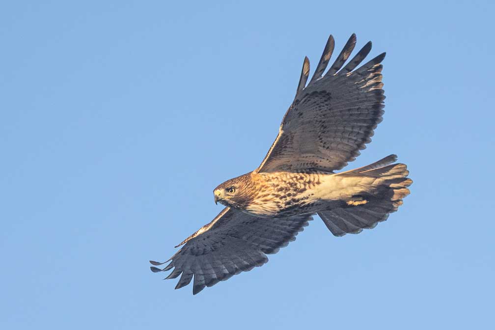 Canon EOS R5  --  RF200-800mm F6.3-9 IS USM -- 1/2500 sec at f / 7.1 -- ISO 1000 -- 0 EV -- 