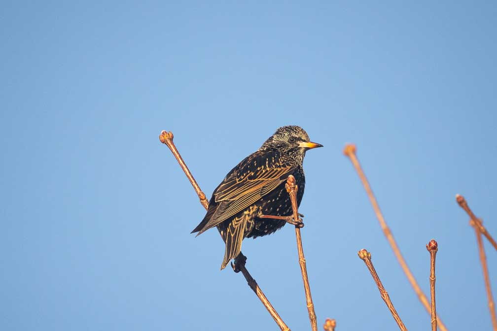 Canon EOS R5  --  RF200-800mm F6.3-9 IS USM -- 1/4000 sec at f / 9.0 -- ISO 1600 -- 0 EV -- 