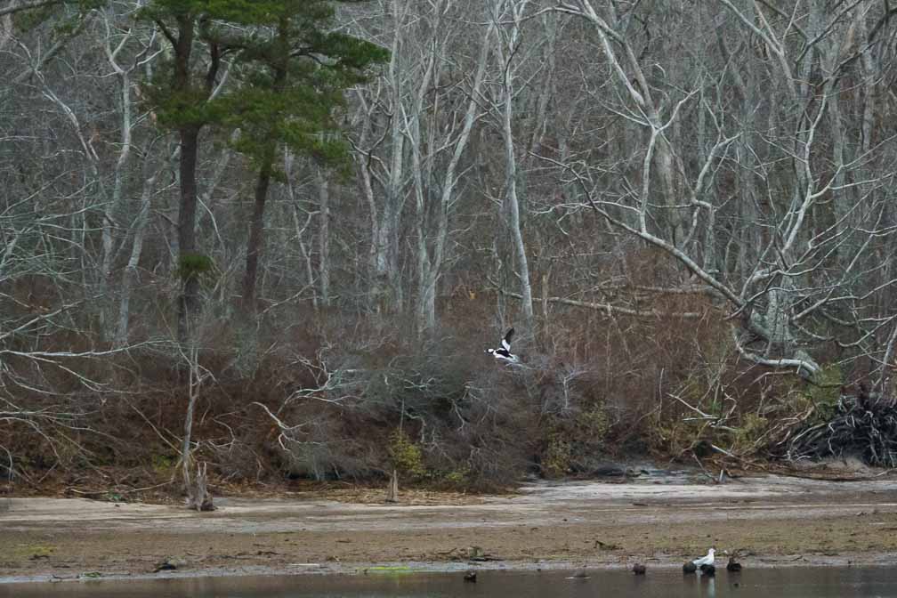 ILCE-6600  --  FE 200-600mm F5.6-6.3 G OSS -- 1/1250 sec at f / 5.6 -- ISO 6400 -- 0 EV -- 