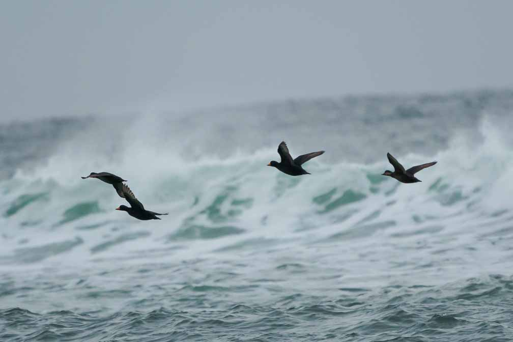 ILCE-6600  --  FE 200-600mm F5.6-6.3 G OSS -- 1/2000 sec at f / 6.3 -- ISO 2000 -- 0 EV -- 